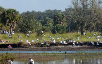 White ibises by a lake